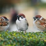 Всесвітній день горобця