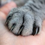 День обізнаності про оніхектомію