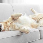 Міжнародний день байдикування