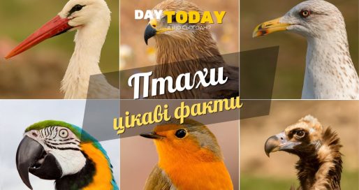 Цікаві факти про птахів