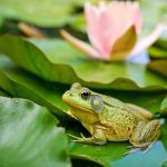 Всесвітній день жаб