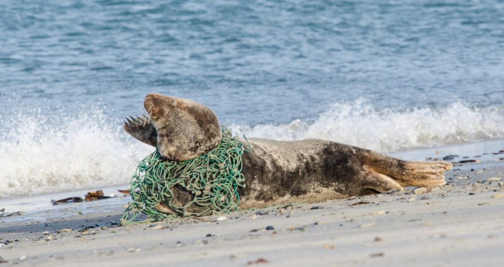 День порятунку морських ссавців