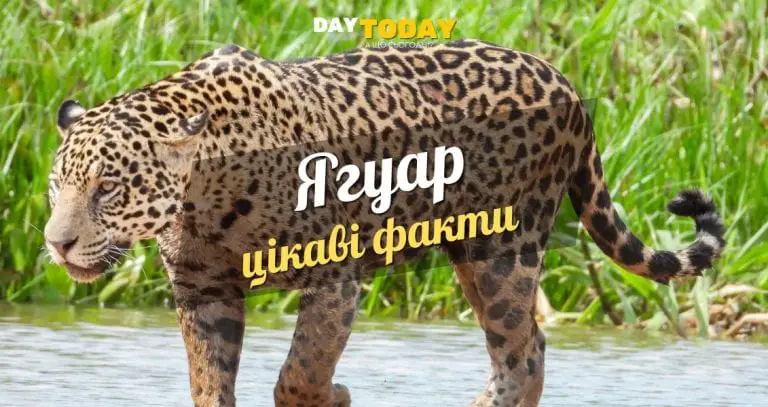 Цікаві факти про ягуара