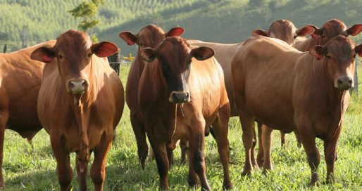 Міжнародний день порід спадщини