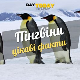 Цікаві факти про пінгвінів
