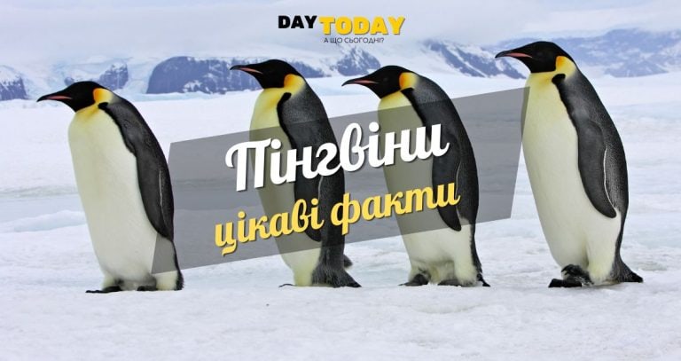 Цікаві факти про пінгвінів