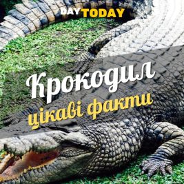 Цікаві факти про крокодилів