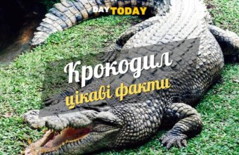 Цікаві факти про крокодилів
