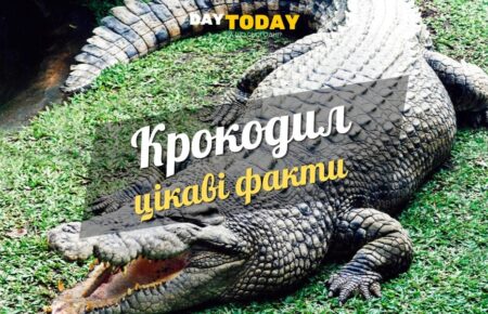 Цікаві факти про крокодилів