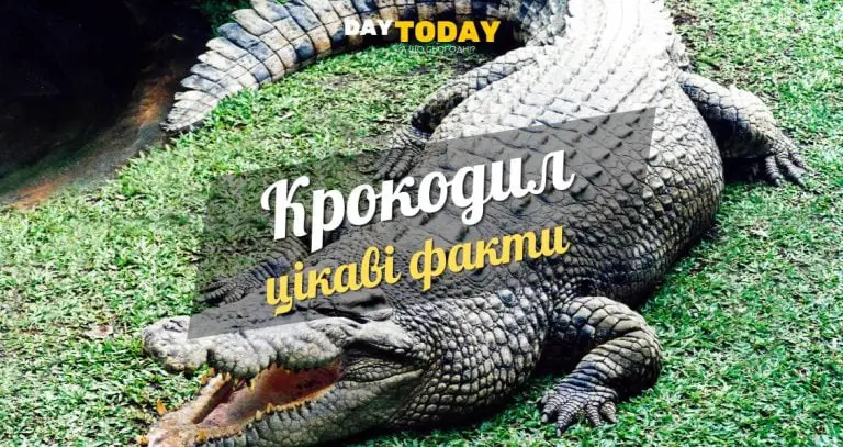 Цікаві факти про крокодилів
