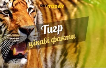 Цікаві факти про тигрів