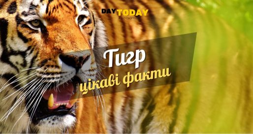 Цікаві факти про тигрів