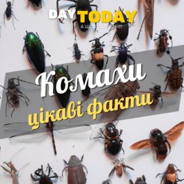 Цікаві факти про комах