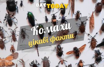 Цікаві факти про комах
