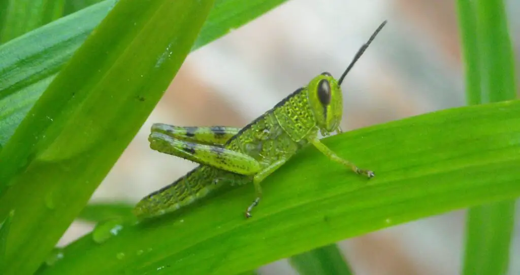 Коник