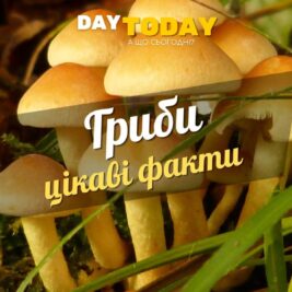 Цікаві факти про гриби оновлена