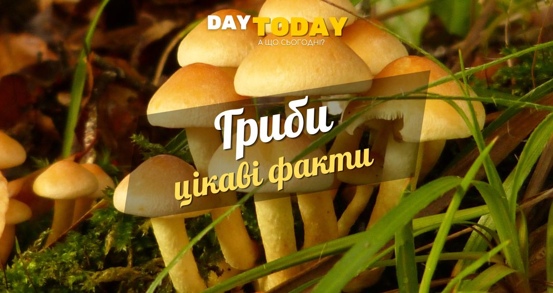 Цікаві факти про гриби