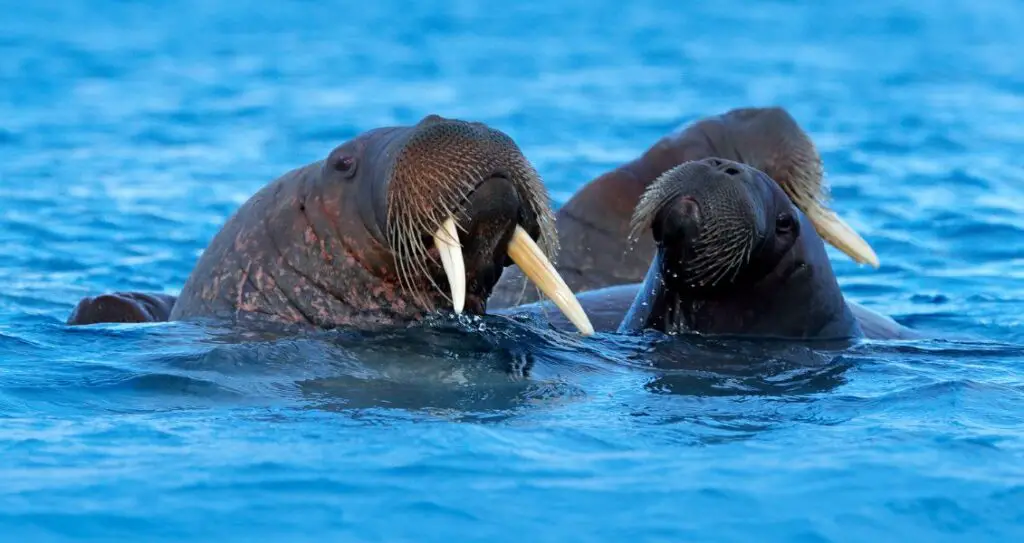 Родина моржів в природному середовищі