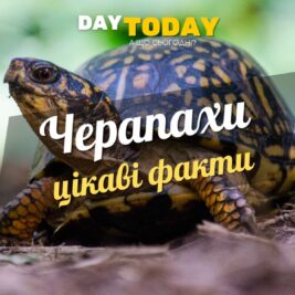 Цікаві факти про черепах