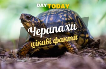 Цікаві факти про черепах