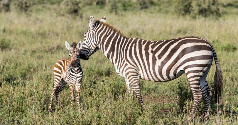 Зебра торкається дитинча зебри