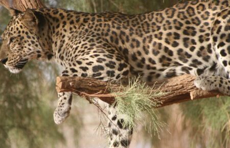 Mizhnarodnyy den araviyskoho leoparda
