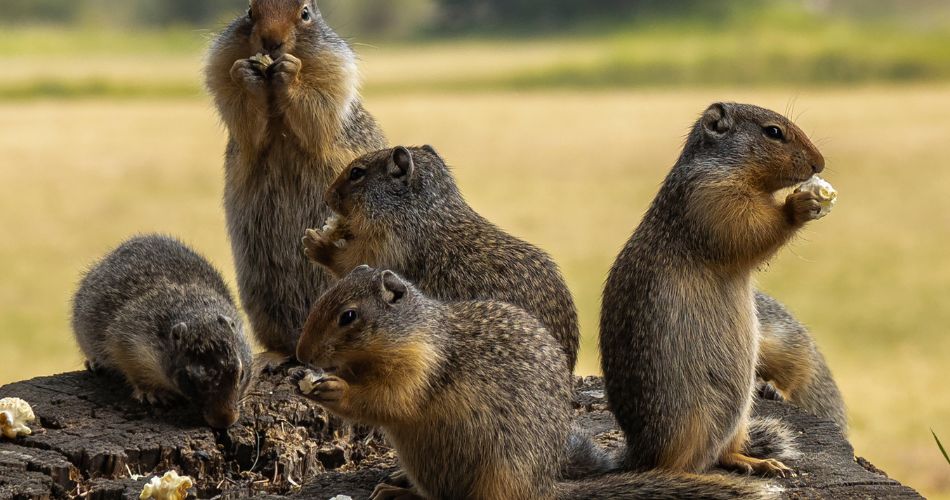 родина бабаків