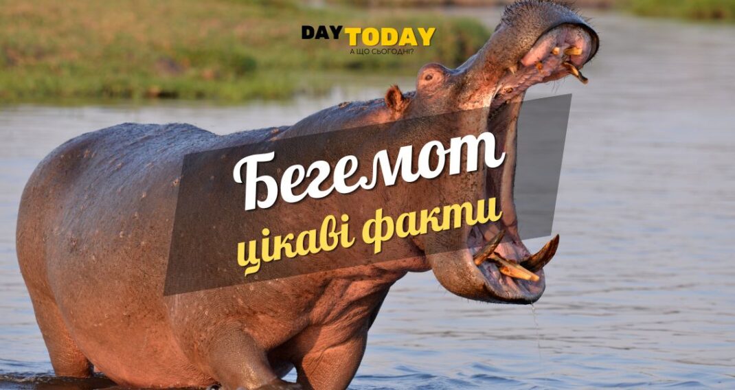 Цікаві факти про бегемотів