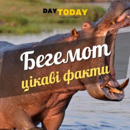 Цікаві факти про бегемотів