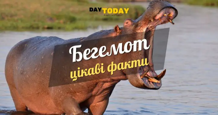 Цікаві факти про бегемотів