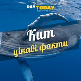 Цікаві факти про китів