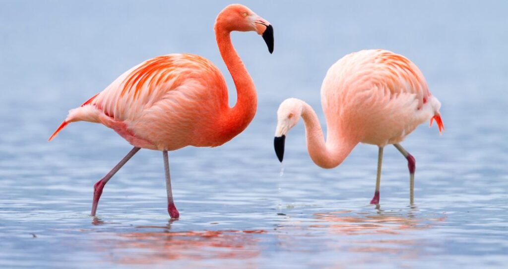 Міжнародний день фламінго