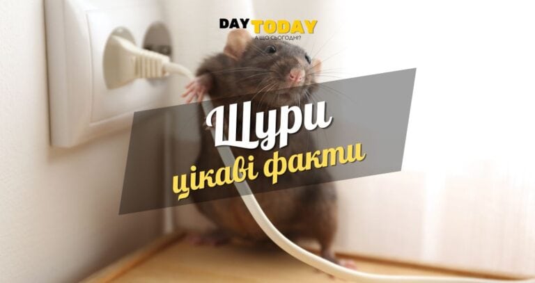 Цікаві факти про щурів