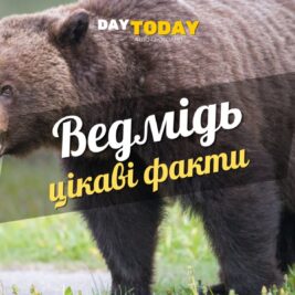 Цікаві факти про ведмедів