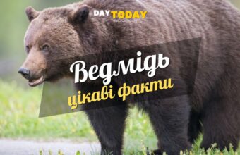 Цікаві факти про ведмедів