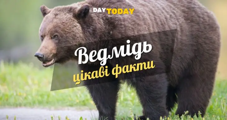 Цікаві факти про ведмедів