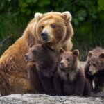 Всесвітній день ведмедя