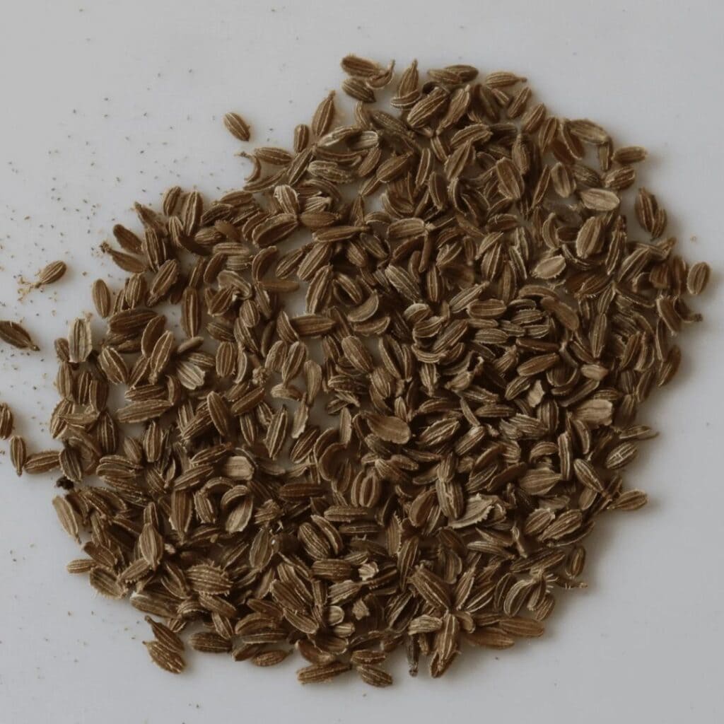 Насіння моркви
