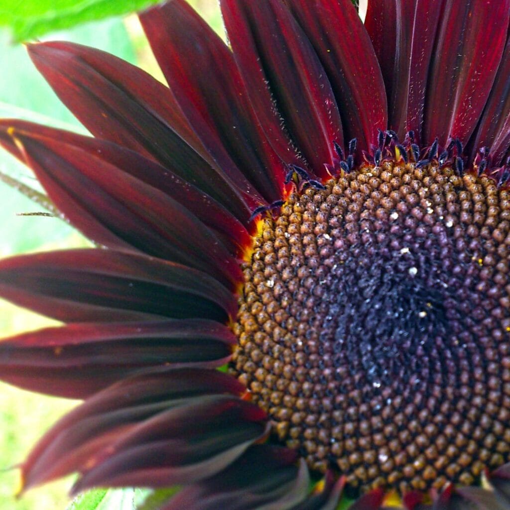 соняшник Chianti Hybrid