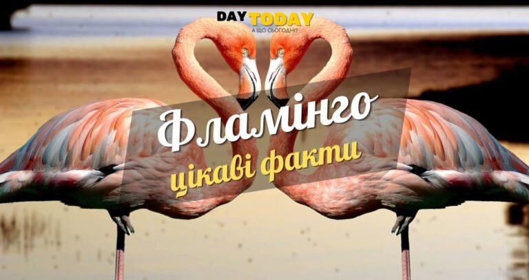 Цікаві факти про фламінго