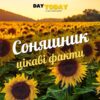 Цікаві факти про соняшники