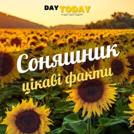 Цікаві факти про соняшники