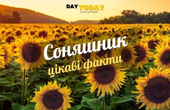 Цікаві факти про соняшники