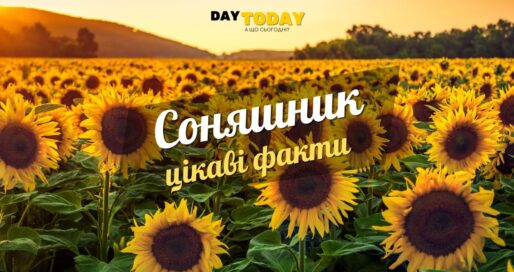 Цікаві факти про соняшники
