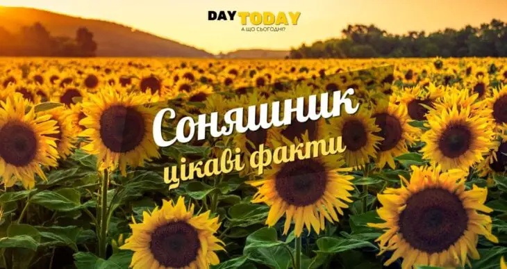 Цікаві факти про соняшники