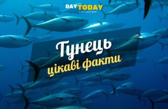 Цікаві факти про тунця