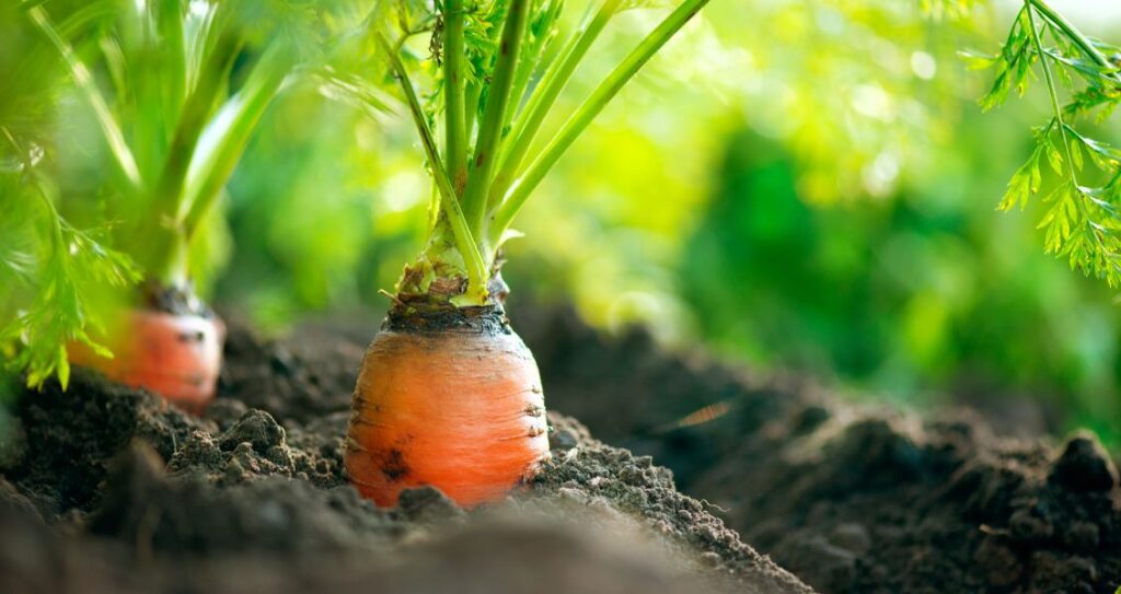 Які рослини не можна садити біля моркви