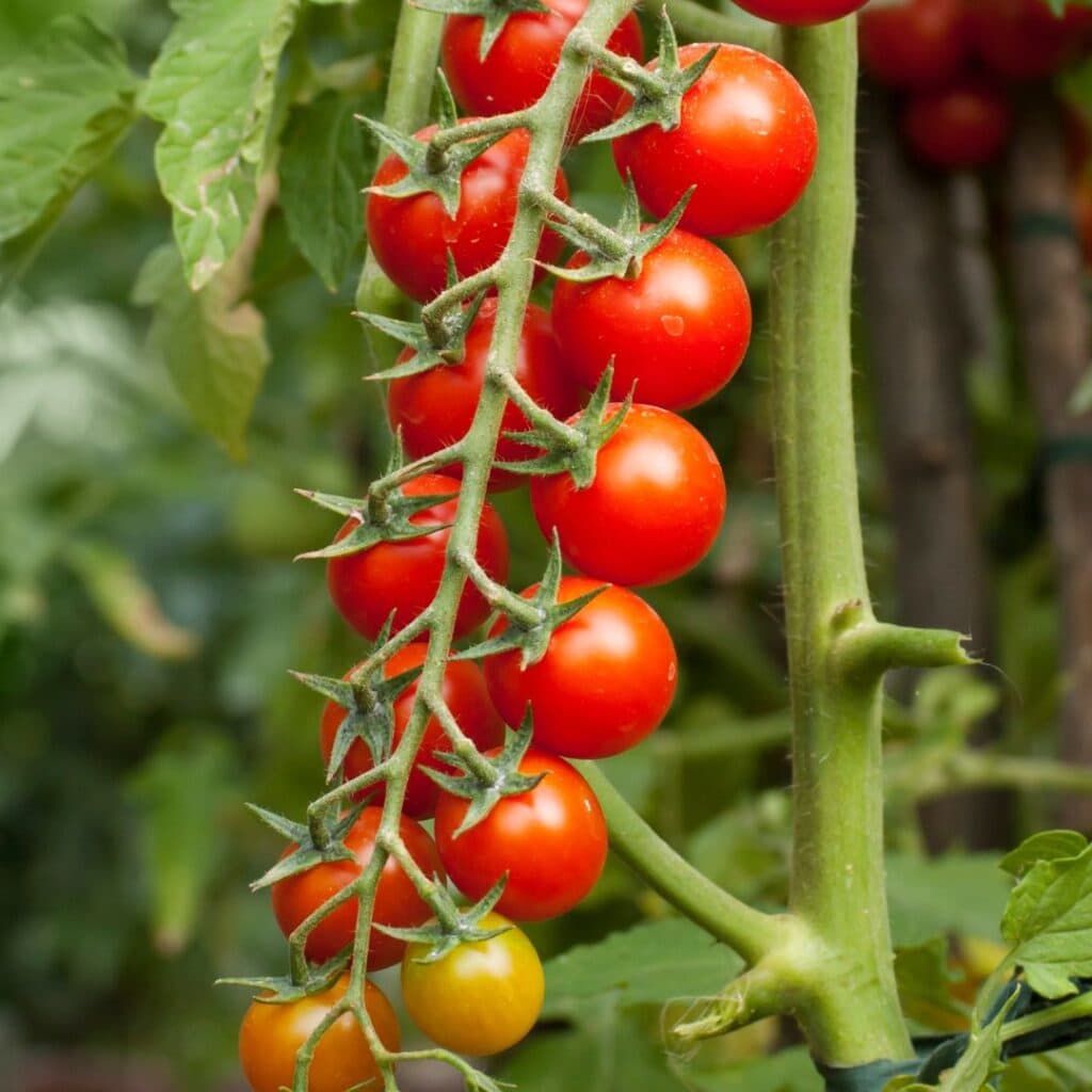 помідори чері