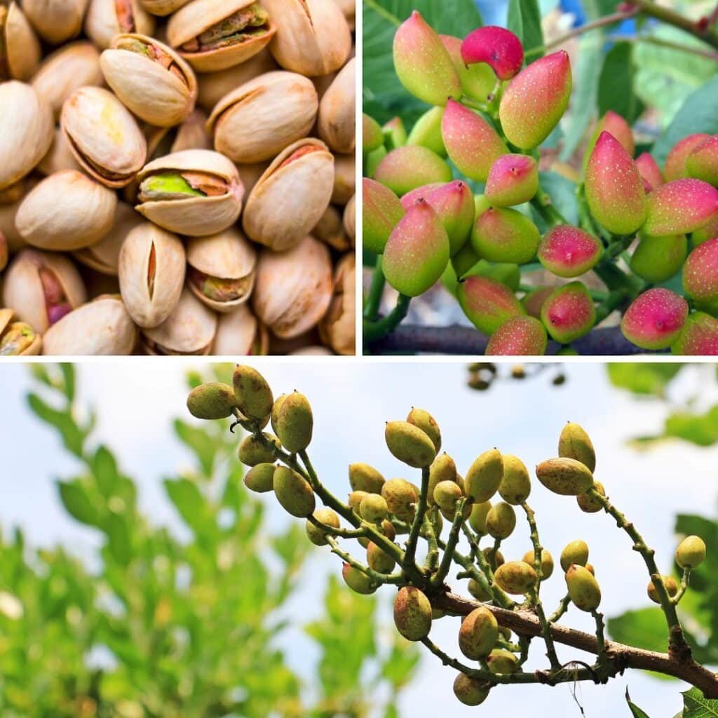 Фісташка справжня (Pistacia vera) — плід у формі кістянки з тонкою шкаралупкою, яка зазвичай розтріскується при дозріванні. Те, що ми їмо, — це ядро насіння, тож ботанічно фісташка не є горіхом. Родина — анакардієві (Anacardiaceae), як і манго або кеш’ю.
Де росте:
Родом із Близького Сходу — Ірану, Сирії, Афганістану. Сьогодні лідери з виробництва: Іран, США (Каліфорнія), Туреччина. Фісташкове дерево витривале, любить посушливі, спекотні регіони.