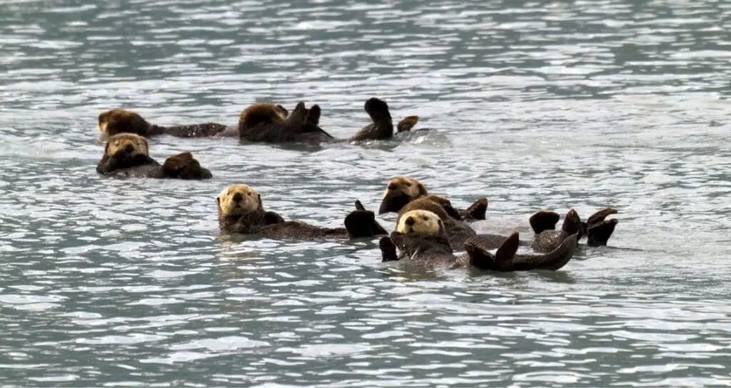 Морські видри у воді